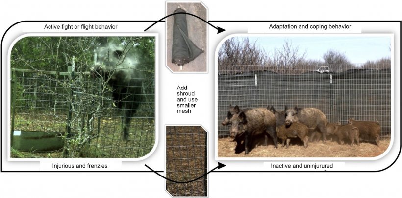 Reducing injury and flight response when capturing wild pigs