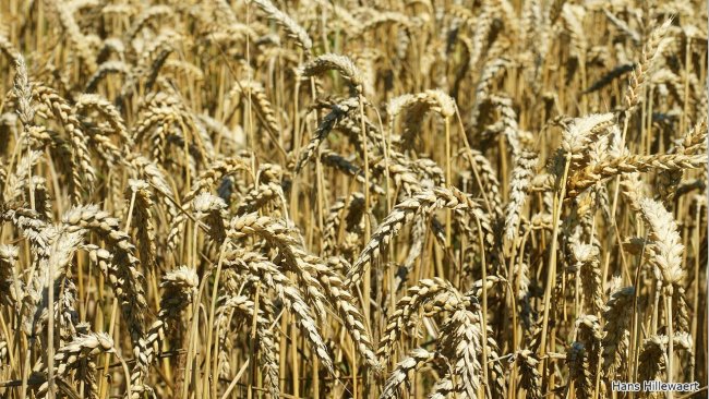 Wheat field in Oostburg, Netherlands. Photo by Hans Hillewaert.