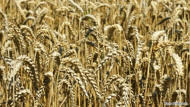 Wheat field in Oostburg, Netherlands. Photo by Hans Hillewaert.