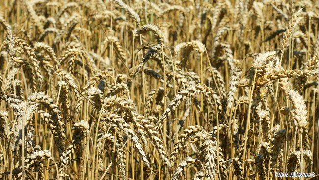 Wheat field in&nbsp;Oostburg, Netherlands. Photo&nbsp;by Hans Hillewaert.
