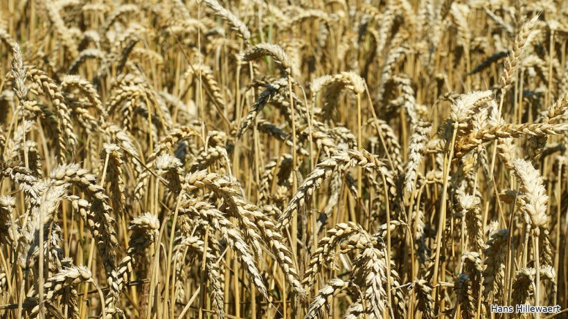 Wheat field in&nbsp;Oostburg, Netherlands. Photo&nbsp;by Hans Hillewaert.
