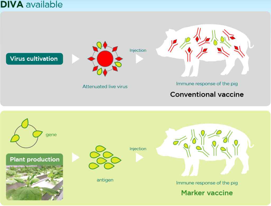 World's first Plant-derived Porcine Marker Vaccine Korea - Company news - pig333, to pork community
