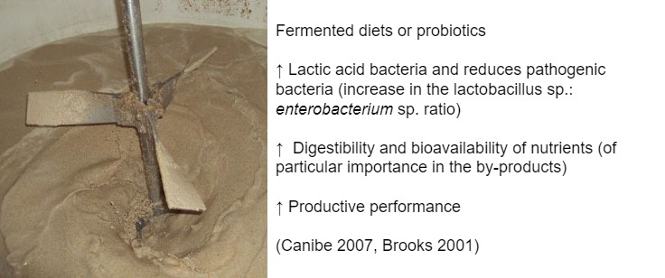 Figure 3: It may also be interesting to encourage fermentation through the use of pre-fermented or probiotic diets. They are attributed many benefits as an increase in favorable microbiota (improvement&nbsp; of the&nbsp;Lactobacillus: enterobacteria ratio), digestive improvements and finally improvements in the productive performance of the animal.
