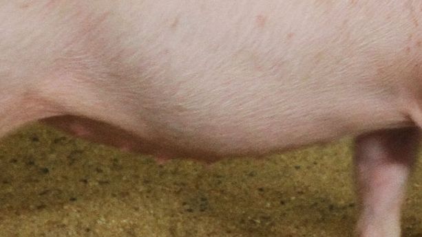 Pig Production Blog Swine Nutrition Pig Farming Pig333 Pig To