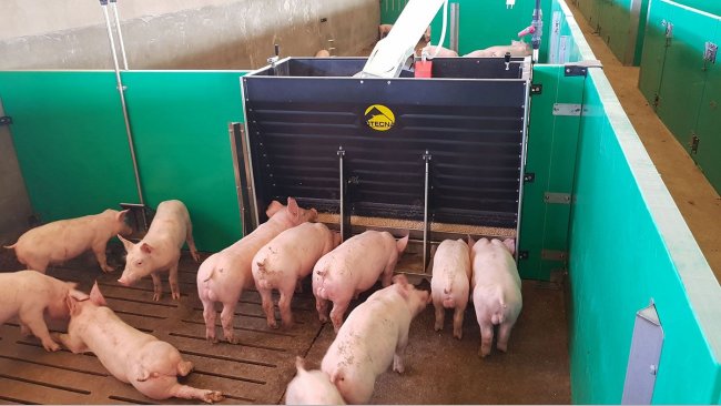 The new Rotecna SF3D feeder from ARM Buildings offers feeding choices.