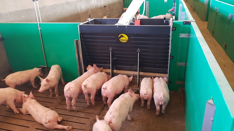 New Feeders Offer Pigs Eating Choices Company News Pig333 Pig