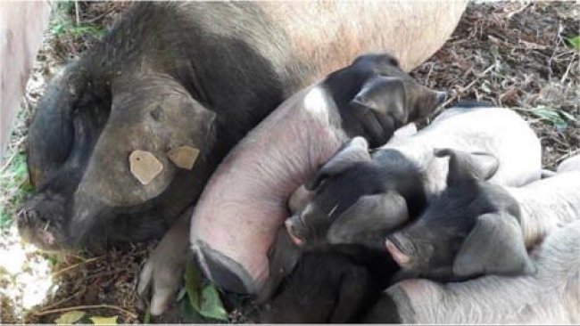 Pig Production Blog Swine Nutrition Pig Farming Pig333 Pig To