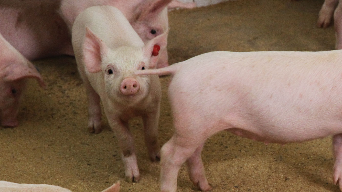 How to stop piglet taildocking? Articles pig333, pig to pork community