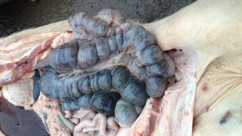 Picture from an infected pig 14 days after initial detection of disease. Haemorraghic lesions in the large intestine.

