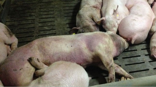 Picture from an infected pig 14 days after detection of disease. Severe haemorraghic lesions across the body.
