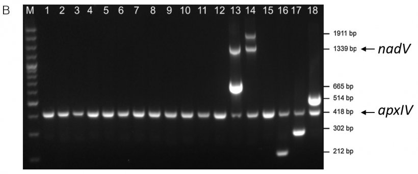 Figure 1. Serotype-specific detection of amplicons from APP reference strains by (A) mPCR1 for serotypes 1-12 and 15 and (B) mPCR2 for serotypes 13&ndash;14 and 16&ndash;18. Serotype reference strains 1-18 = Lanes 1-18. Both mPCRs show a 418 bp apxIV amplicon confirming that samples are APP (adapted from Boss&eacute; et al., 2018b). &nbsp;
