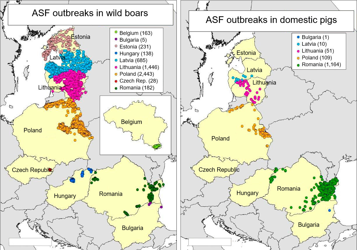 How Many Asf Outbreaks Have Been Confirmed In The Eu Swine News Pig333 Pig To Pork Community