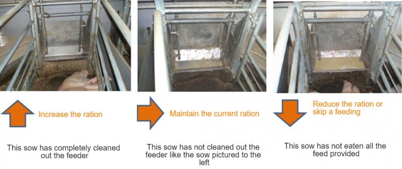 Figure&nbsp;2:&nbsp; At least once a day sow feeders should be checked, and it should be decided if the sow can eat more or not depending on what is observed. Source: Pig Research Center
