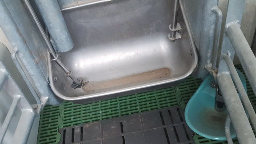 Foto 3. Phần lớn các hệ thống này giảm khẩu phần xuống một vài gam mỗi lần. & Nbsp;  Để tránh lãng phí nguồn cấp dữ liệu, có một lượng nhỏ thức ăn ban đầu đóng vai trò như một & quot; gọi ăn & quot;  nhưng nhiều thức ăn hơn sẽ không giảm nếu nái không nhấn vào công tắc phân phối.
