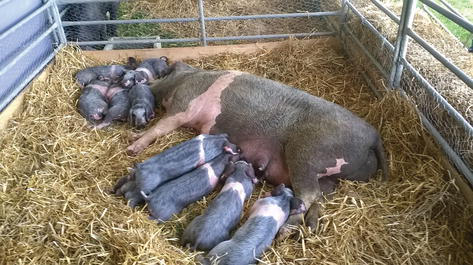 Figure 2. Bísaro sow with piglets.