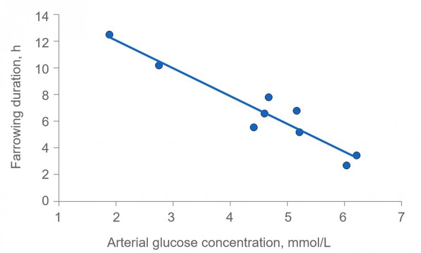 Figure 2: Farrowing duration is greatly extended if sows are depleted of energy. Plasma glucose is normally kept constant at 4.5 (range 4 to 5) mmol/L, but shortly after feeding it exceeds this level and several hours after feeding the plasma glucose may be compromised if the glycogen depot in the liver is depleted. 