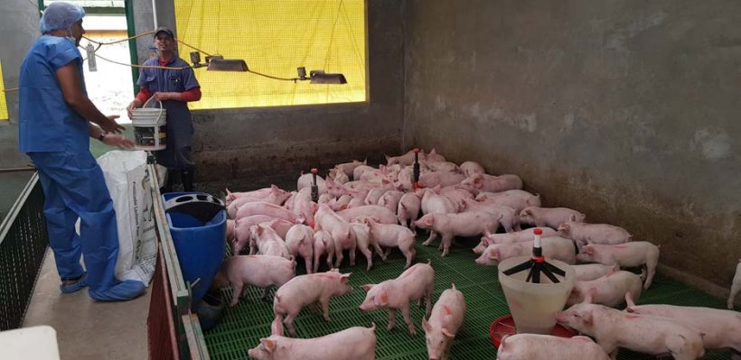 Feed management of newly&nbsp;weaned pigs is key to their future development
