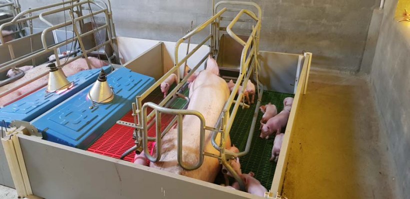 Using crates&nbsp;in the first week of farrowing helps&nbsp;with optimal control of&nbsp;the sow&#39;s&nbsp;environment as well as the pig&#39;s environment.
