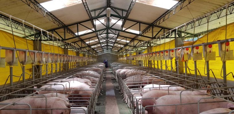 Gestation stalls&nbsp;with feed dispensers and a curtain type ventilation system
