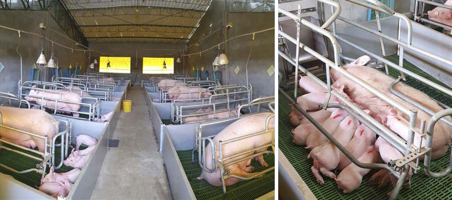 <p>Good growth in lactation and at weaning</p>