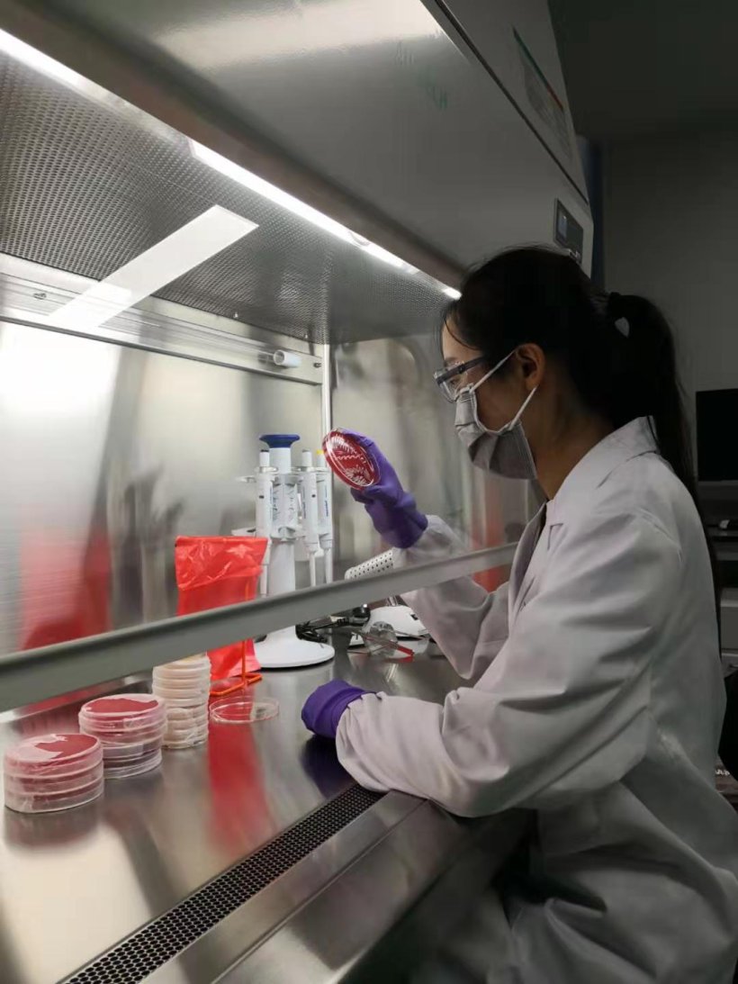 Boehringer Ingelheim Animal Health