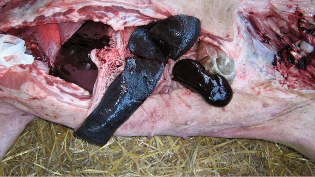 Picture 2: Gross lesions found in an AFS outbreak in Poland, including severe enlarge of the splenic tissue (splenomegaly), and congestive kidneys with multiple and focal petechiae hemorrhages. Courtesy of Dr. Pawel Karbowiak