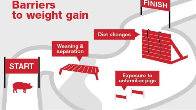 The right nutrition and management at the right time help pigs power through barriers such as diet changes and other transitions from wean to finish.