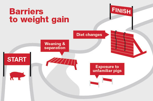 Three ways to win the race to gain weight - Press releases from 