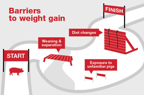 The right nutrition and management at the right time help pigs power through barriers such as diet changes and other transitions from wean to finish.
