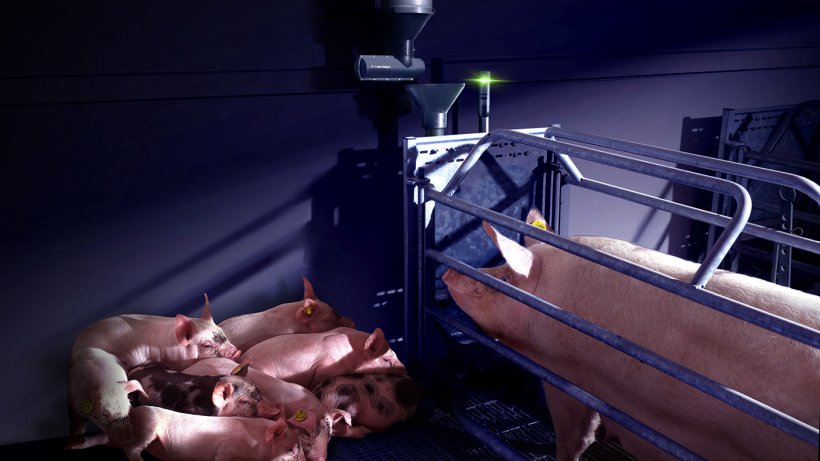Nedap Farrowing Feeding with the optional Nedap Activator add-on can maximize feed intake of lactating sows, helping sows recover from farrowing, maintain body condition and produce sufficient milk.
