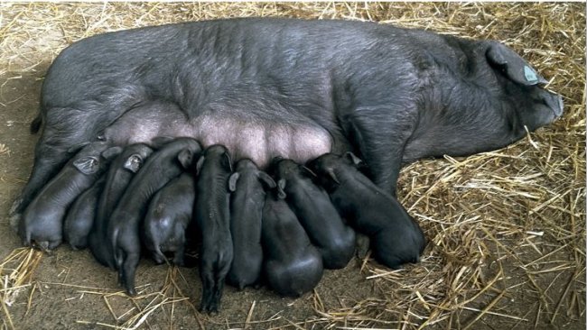 Figure 2 and 3. Black Slavonian sow with piglets (left) and boar (right).