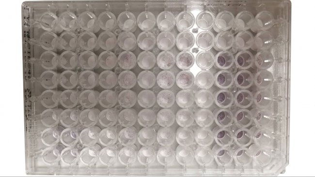 Example of the measurement of PRRSV-specific interferon gamma (IFN-&gamma;) secreting cells by enzyme-linked immunospot (ELISPOT) assay using a 96-well plate.
