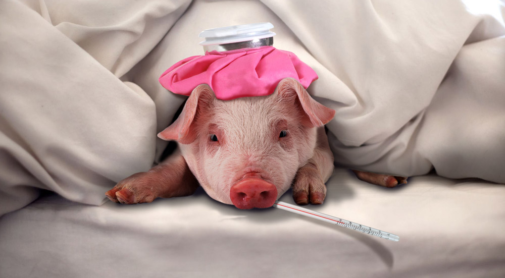 MSD presents an App for the diagnosis of swine diseases - Company news - pig333, pig to pork community MSD presents an App for the diagnosis of swine diseases - Company news - pig333, pig to pork community