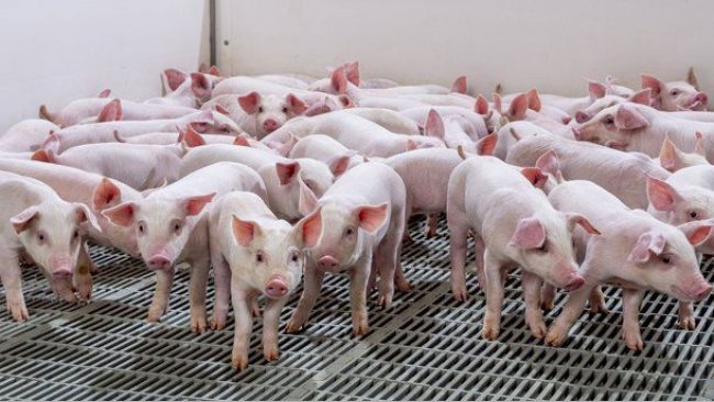 Multiple healthy litters of naturally castrated piglets developed through precision breeding.