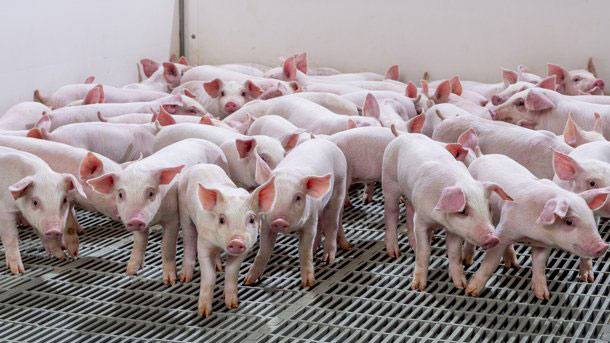 Multiple healthy litters of naturally castrated piglets developed through precision breeding.
