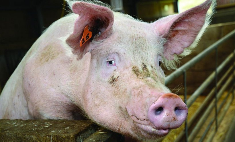 Clean livestock vehicles could limit the impact of a UK outbreak of African swine fever.
