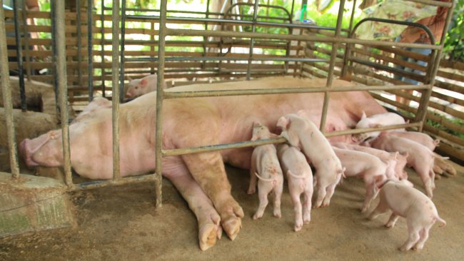 Philippines swine ASF