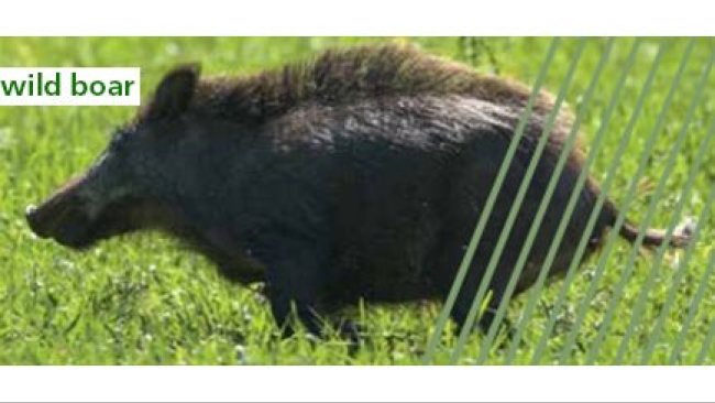 Wild boar