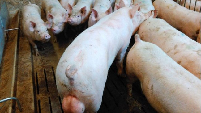 Direct contact with the boar is recommended for gilts. Doing so increases the proportion of gilts coming into oestrus in the first 3 weeks of boar exposure.
