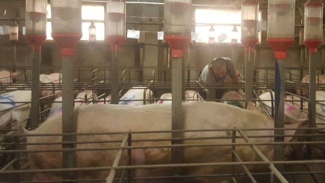 It is imperative to heat detect with the male in front of the sows. The farm worker must play an active role in heat detection; touching, pressing on the sows without scaring them.