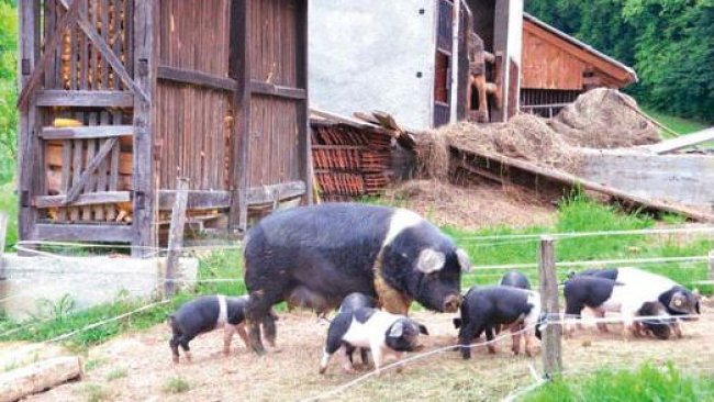 Figure 2. Krškopolje sow with piglets (left) and boar (right).