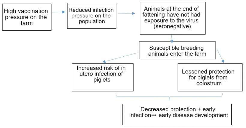 Figure 1: Development of PCV2 infection epidemiology in the context of routine vaccination.
