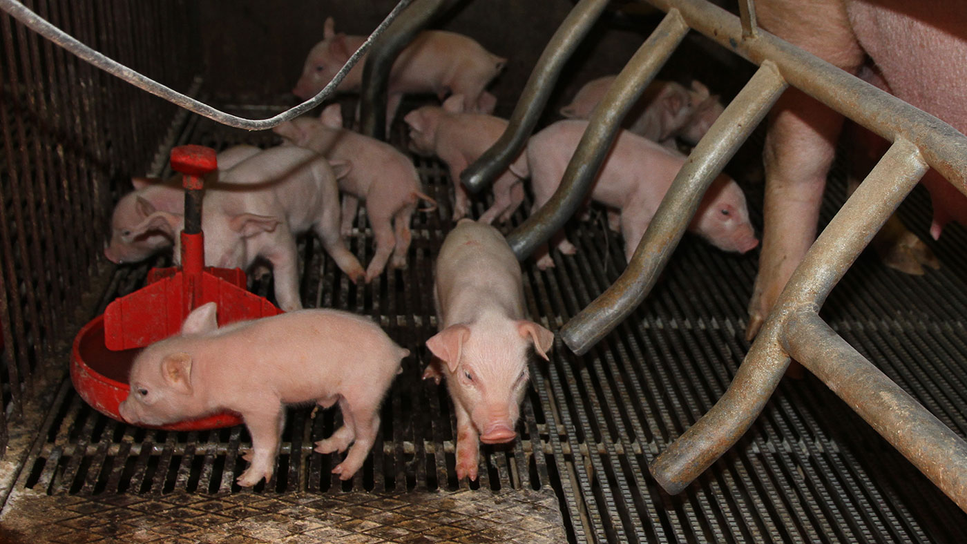 Feeding strategies for excellence at weaning: piglet feeding - Articles -  pig333, pig to pork community