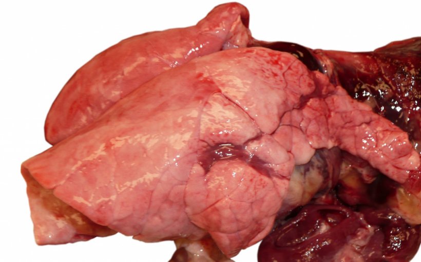 Picture 1. Viral pneumonia due to influenza infection in a growing pig.

