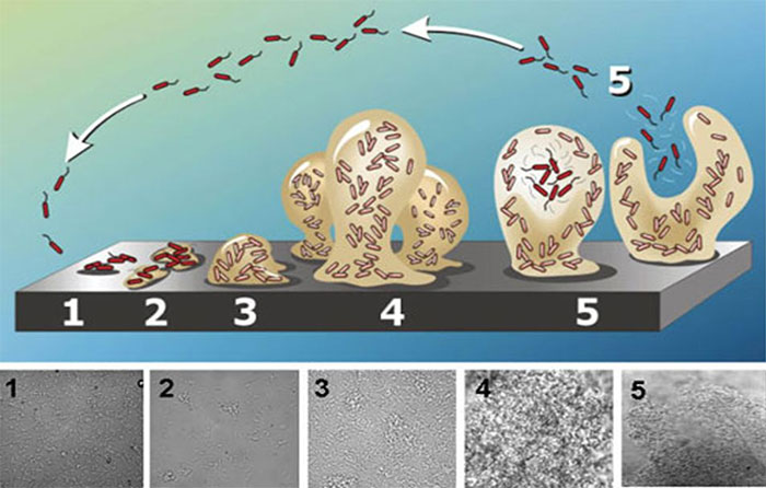 Photo&nbsp;1. Schematic representation of biofilm formation. From bacterial attachment to the surface, to mature biofilm formation formed of polysaccharide. &quot;Mushroom&quot; shape prior to detachment. Source:&nbsp;Abraham Adu-Gyamfi
