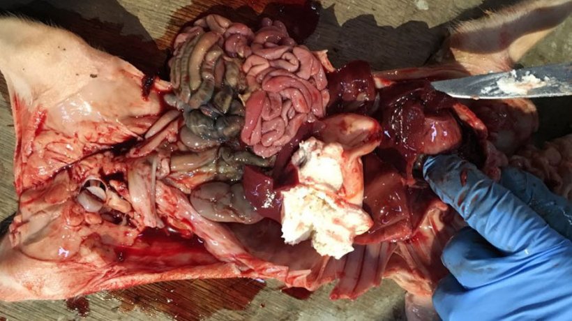 Figure 2. Four-day-old piglet with haemoperitoneum &amp; haemothorax with full stomach.
