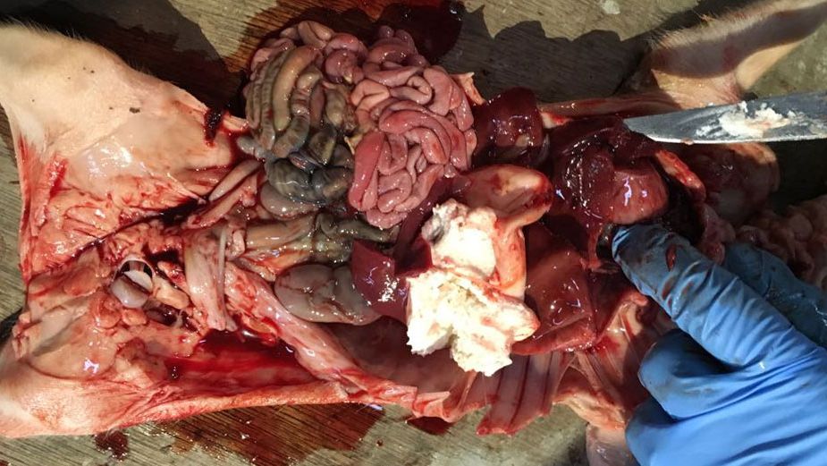 Figure 2. Four-day-old piglet with haemoperitoneum &amp; haemothorax with full stomach.
