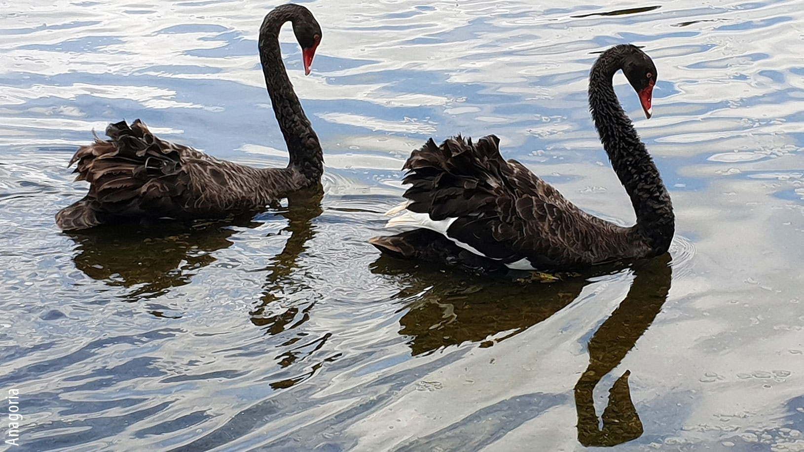 Blinke klap eksplosion Back-to-back black swans are looking more like vultures - Articles -  pig333, pig to pork community