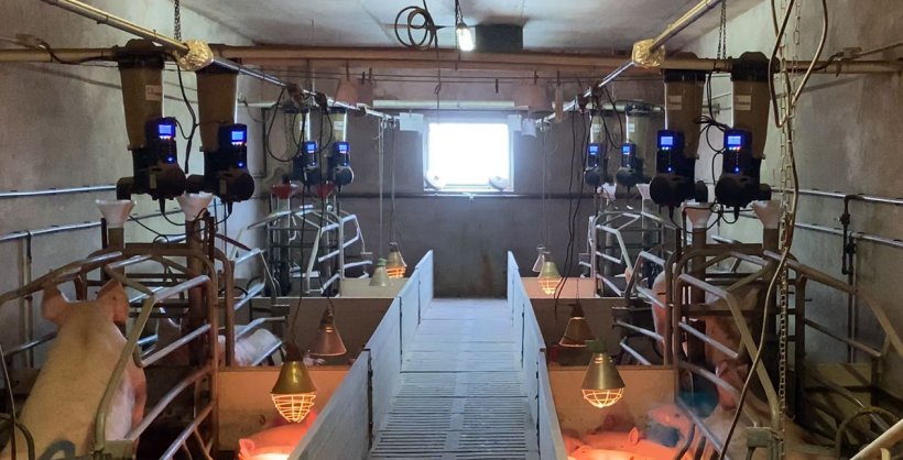 Photo 1. Electronic feeders in a farrowing unit on a commercial farm.
