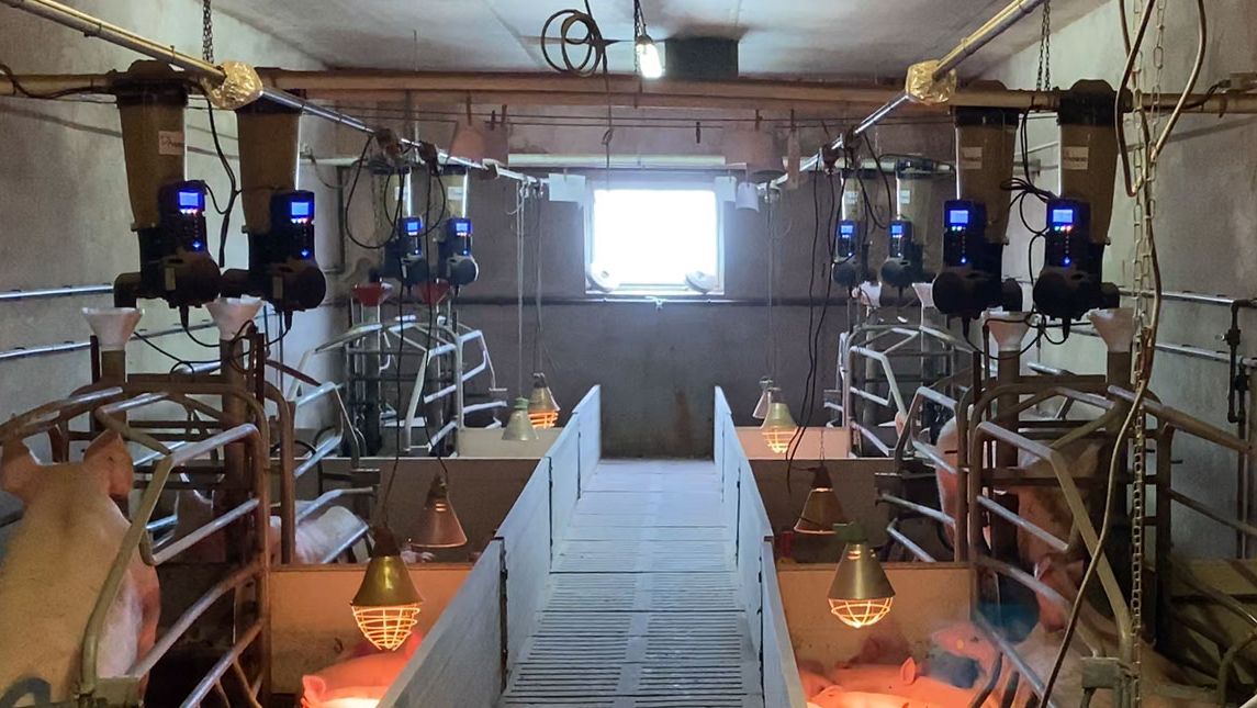 Photo 1. Electronic feeders in a farrowing unit on a commercial farm.
